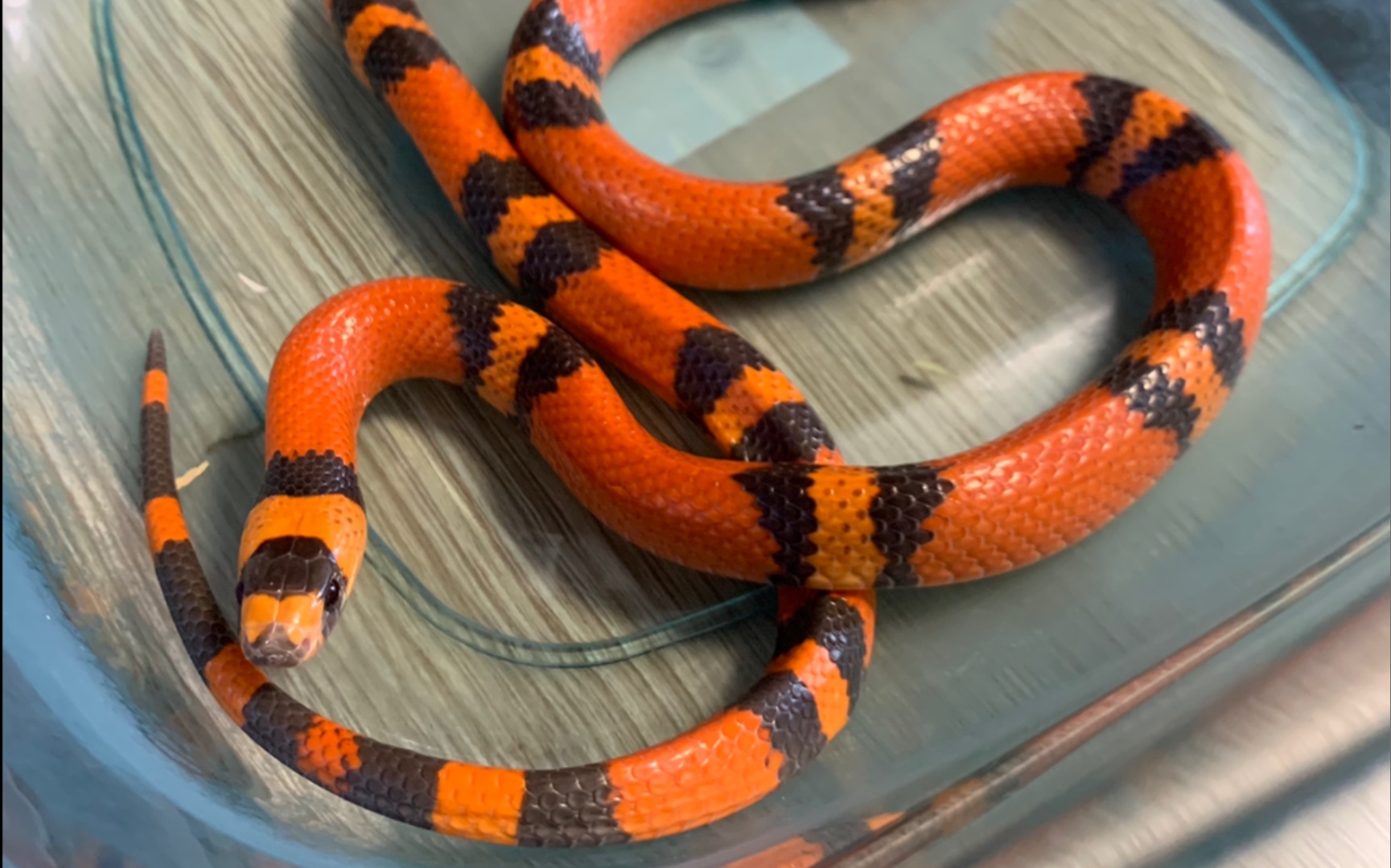 洪都拉斯奶蛇基因图片
