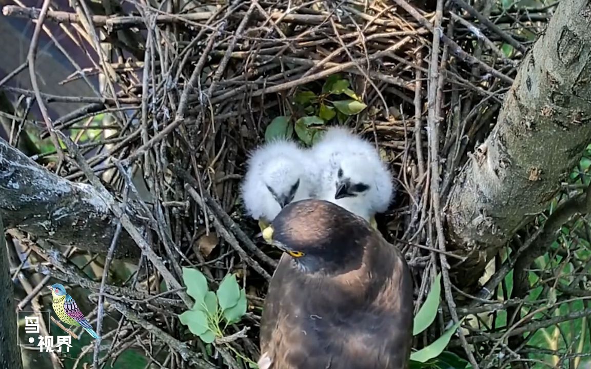 树上有一窝鹞子两只雏鸟不打不闹等待妈妈捕猎归来