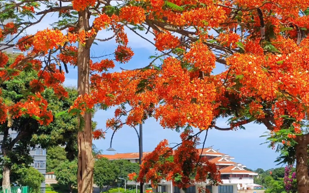 毕业季到了,厦大校园内凤凰花盛开.高考考生们加油!厦门大学等着你.