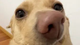 土豆：告诉主人俺不是孬种！