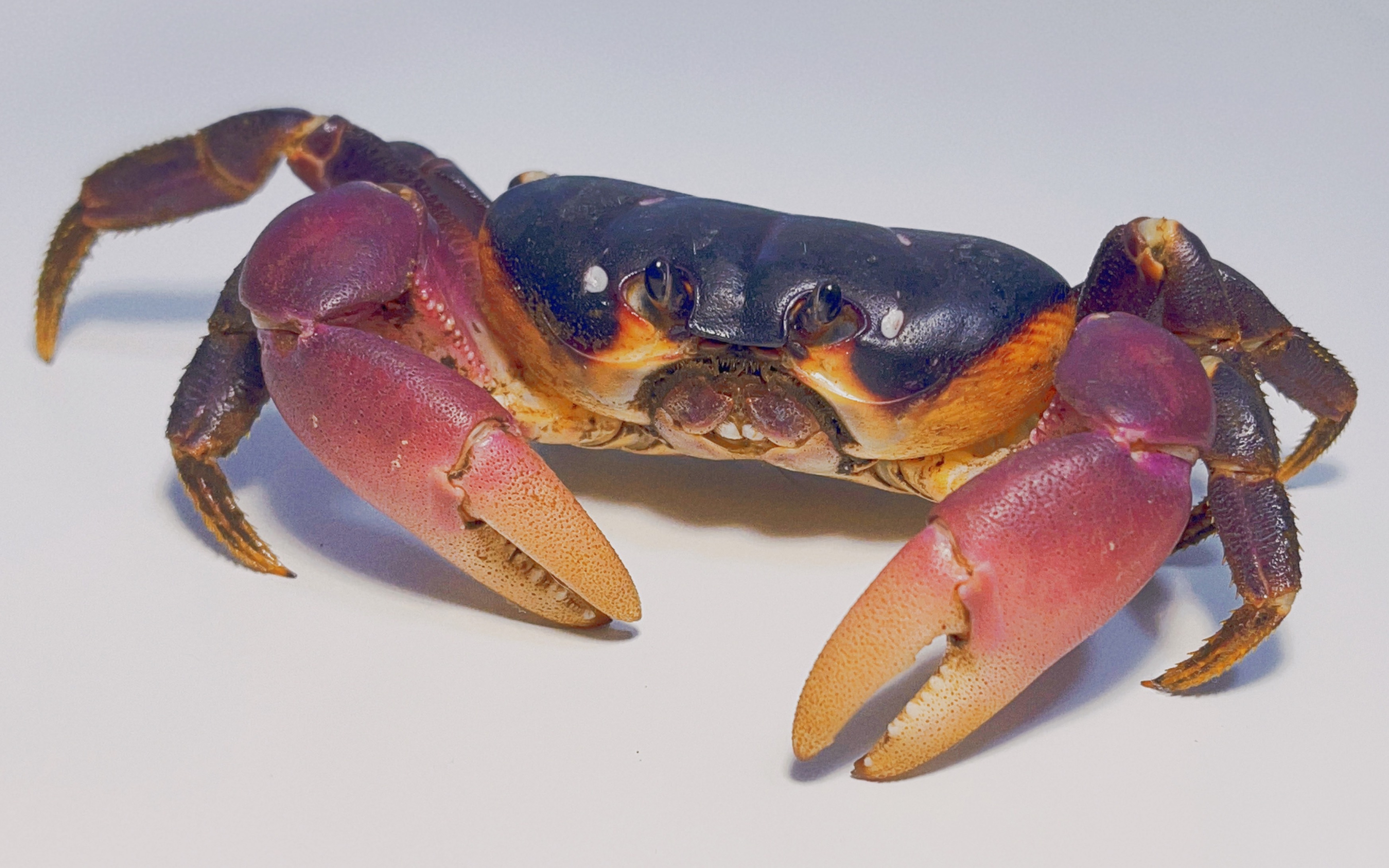 螃蟹也可以当宠物养?而且竟然还这么可爱|地蟹新手入坑指南