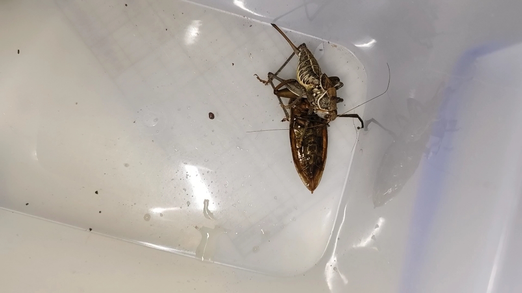 狄氏田鳖爆秒隆线蝈螽