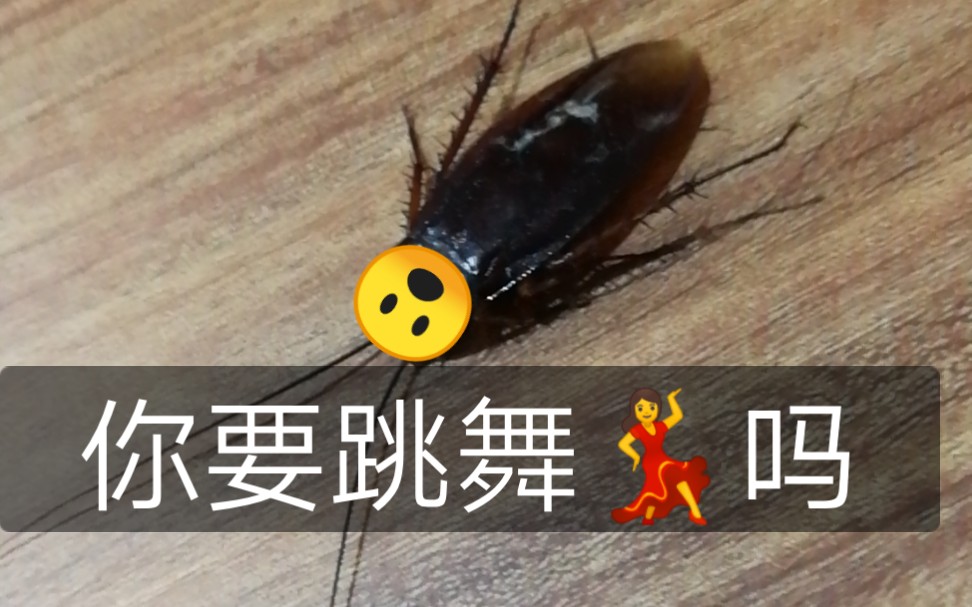 电击小子蟑螂图片