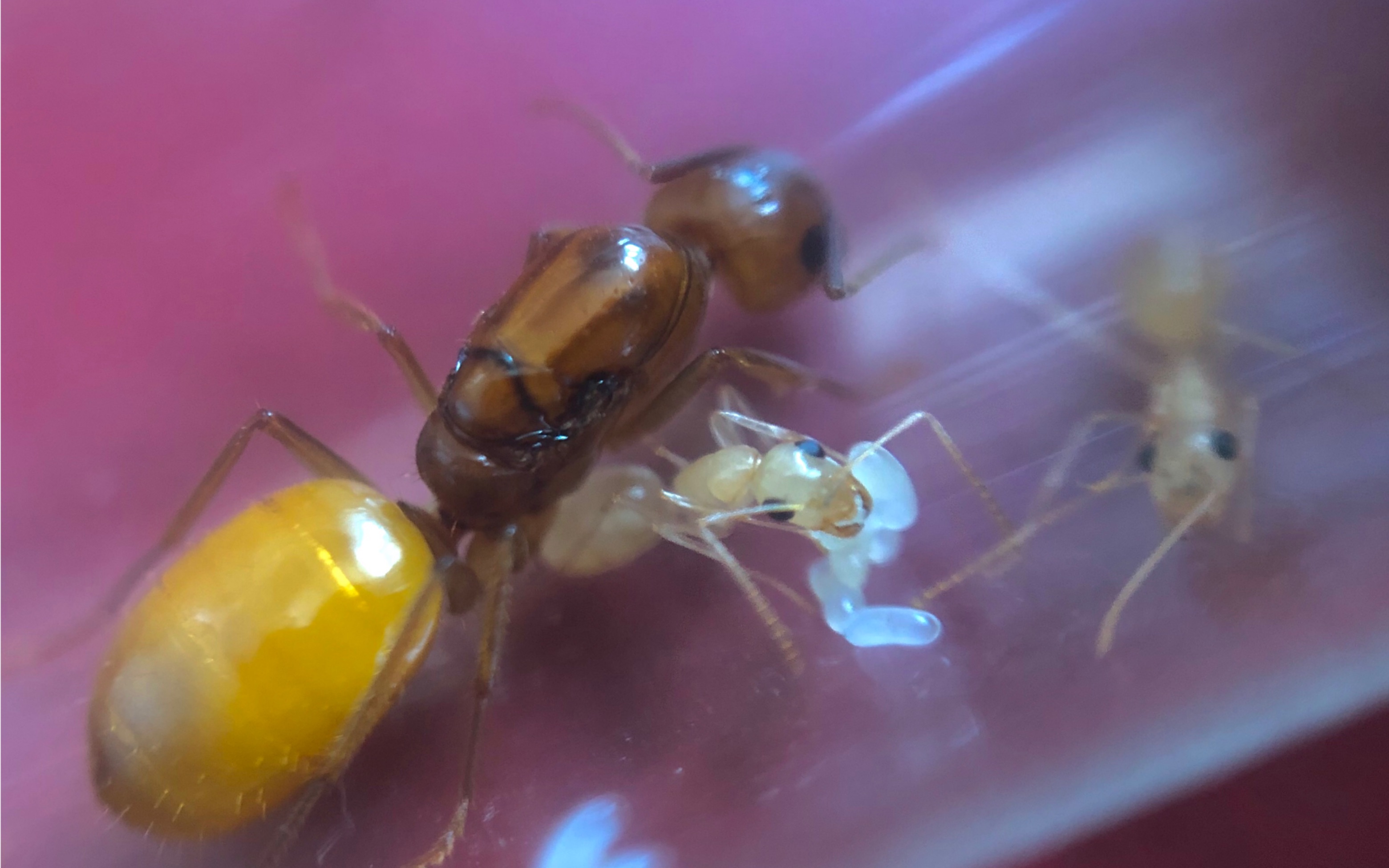 13元买的黑金弓背蚁开箱视频