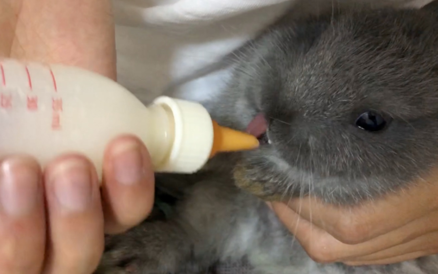 被兔子妈妈抛弃的baby兔子只能人工喂奶了