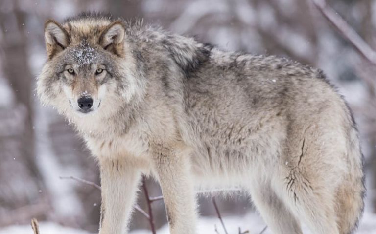野狼进入农舍碰上牧羊犬