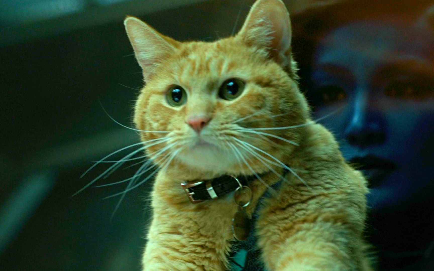 【噬元兽】把这只橘猫给你，你肯定不敢抱一抱_哔哩哔哩_bilibili