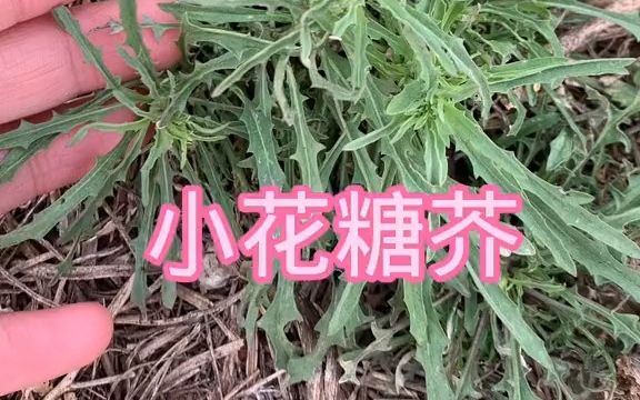 本草植物【小花糖芥】哔哩哔哩bilibili