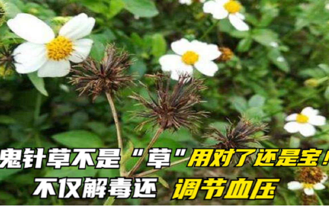 鬼针草不是“草”,用对了还是宝!看看对人都有啥好处?哔哩哔哩bilibili