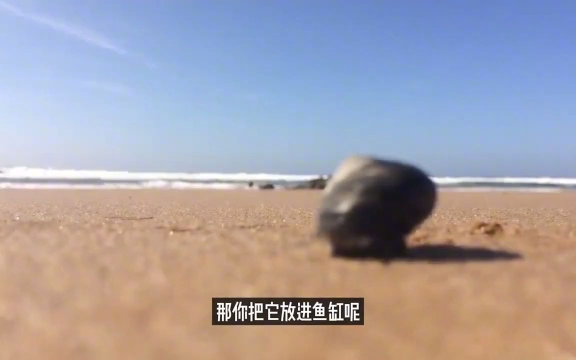 海缸造景活石和死石的选择哔哩哔哩bilibili