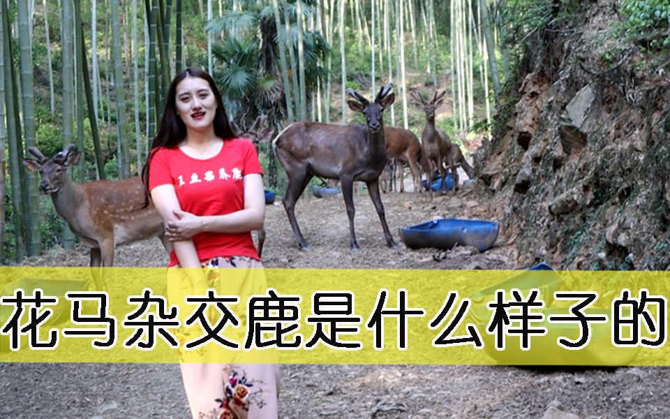 他的鹿茸又是什么样子?