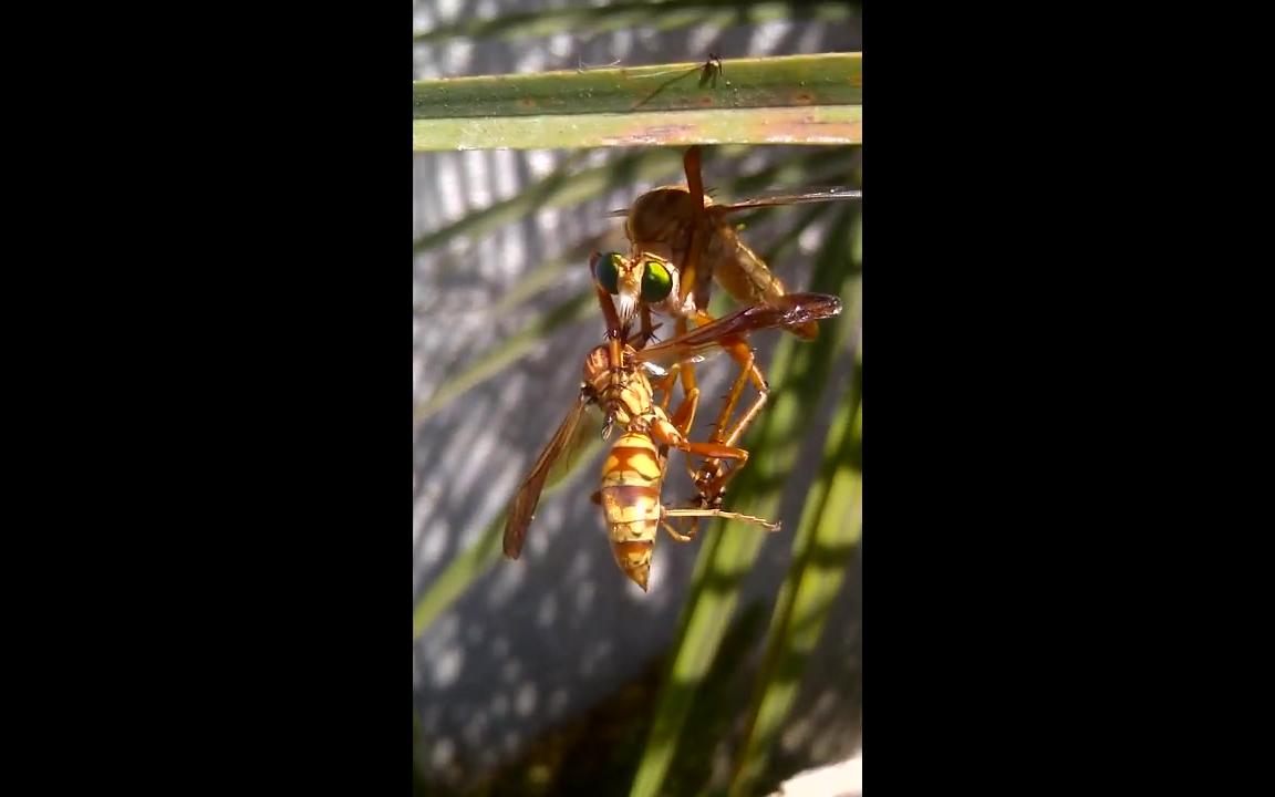 【youtube】这是门技术活 食虫虻捕食长脚胡蜂