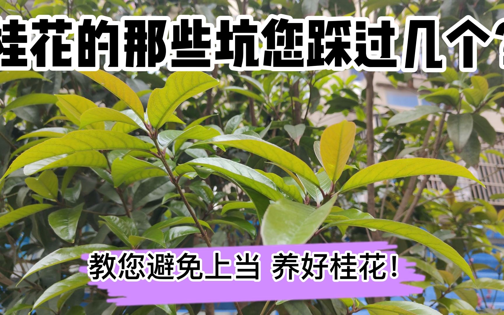 桂花的那些坑您踩过几个?教您避免上当养好桂花!哔哩哔哩bilibili