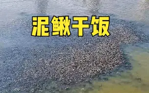 Download Video: 泥鳅的养殖奥秘，没想到越大越便宜