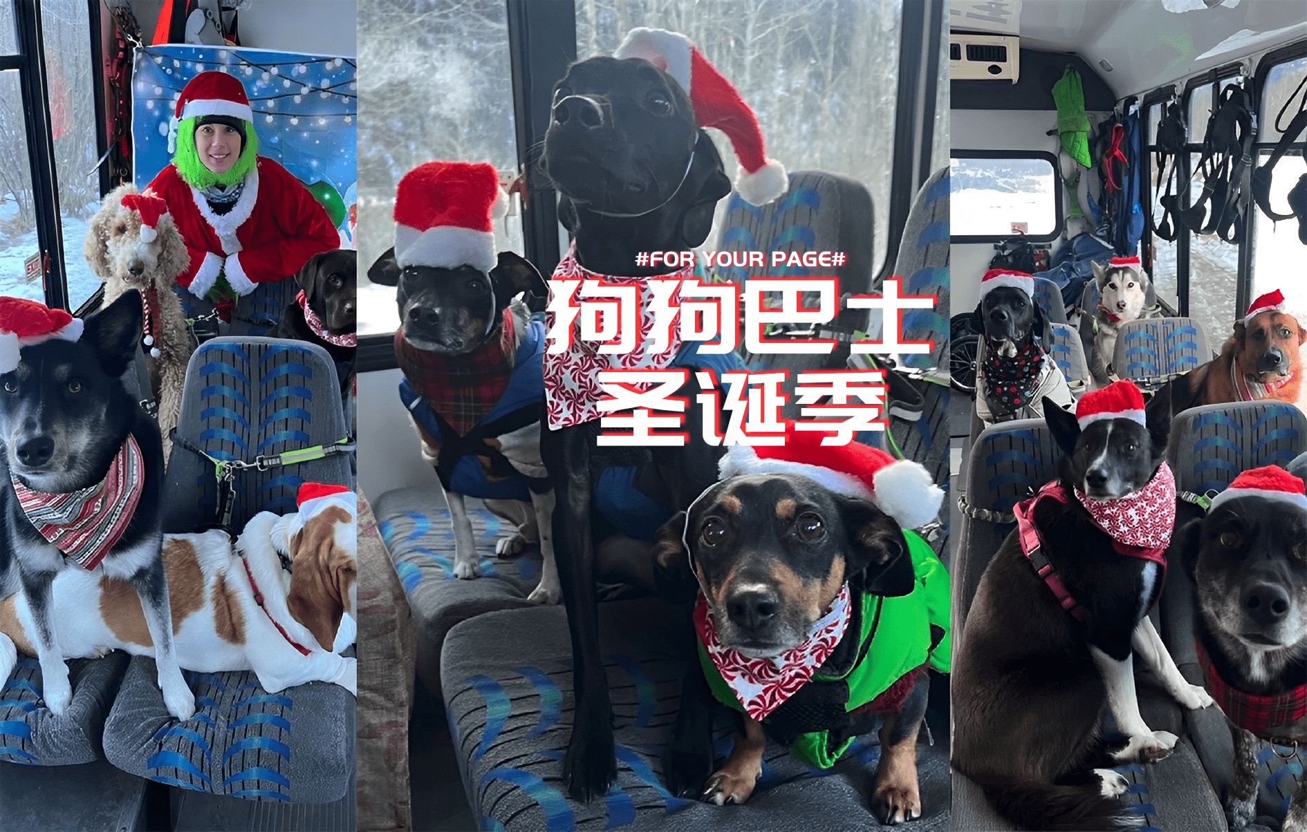 [图]充满了圣诞节日气氛的狗狗巴士 🎄🎅🎁✨🐕