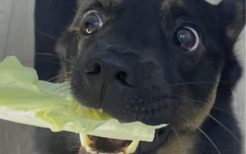 《菜狗啃嘎嘣脆大白菜》