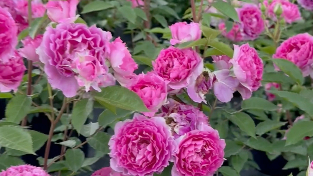 慕斯月季,一款珊瑚鲑鱼粉色调的灌木月季.