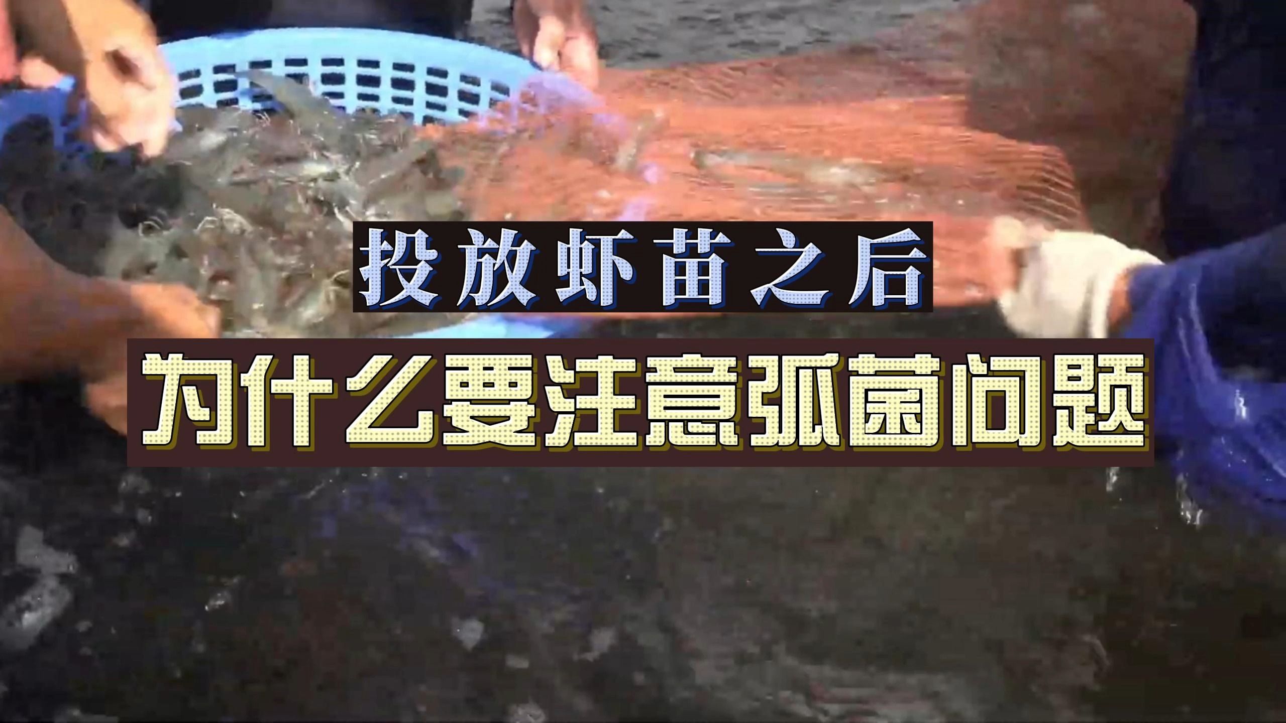 投放虾苗之后,为什么要注意弧菌问题?养殖高手跟你揭露!哔哩哔哩bilibili