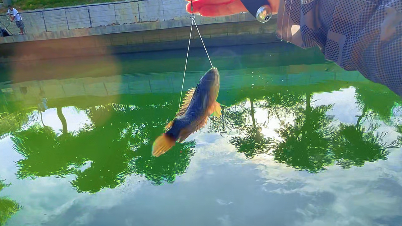 这就是传说中会爬山能上树的鱼吗