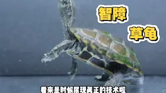 傻子龟，你们的也是么？