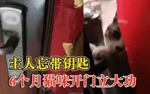 主人忘带钥匙困屋外猫咪开门立功，主人：哐哐试了好多次