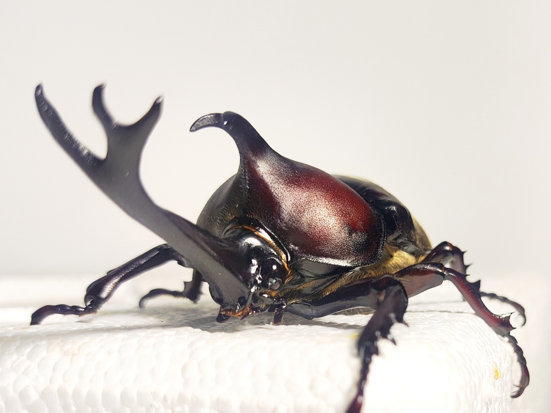 仙台产日本独角仙开箱