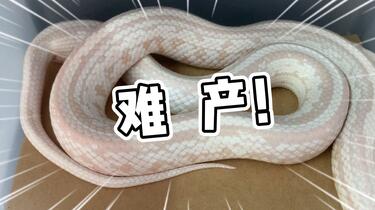 大白蛇又又又难产，她这是难产上瘾了吗？_哔哩哔哩_bilibili