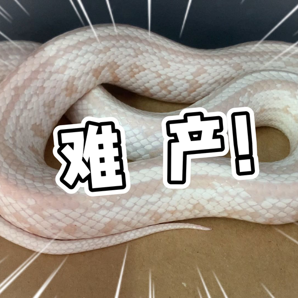 大白蛇又又又难产，她这是难产上瘾了吗？_哔哩哔哩_bilibili