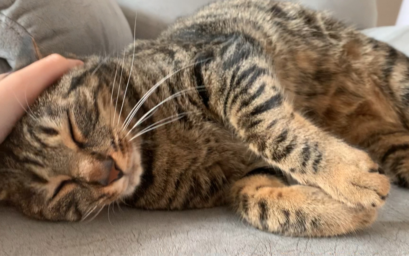 活动  没睡醒可以随便摸的狸花猫