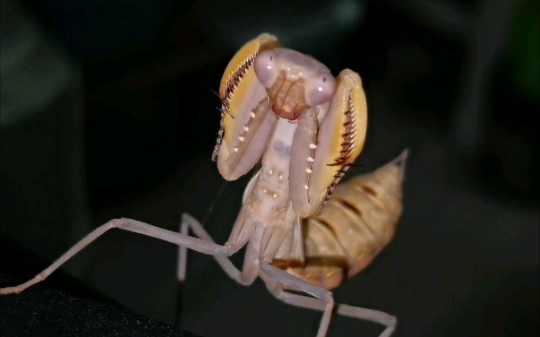 愤怒的多刺斧螳_哔哩哔哩_bilibili