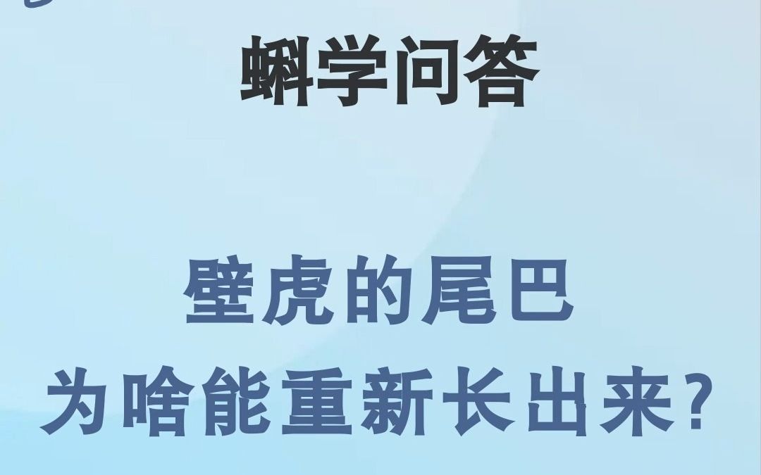 蝌学问答|壁虎的尾巴为啥能重新长出来?哔哩哔哩bilibili