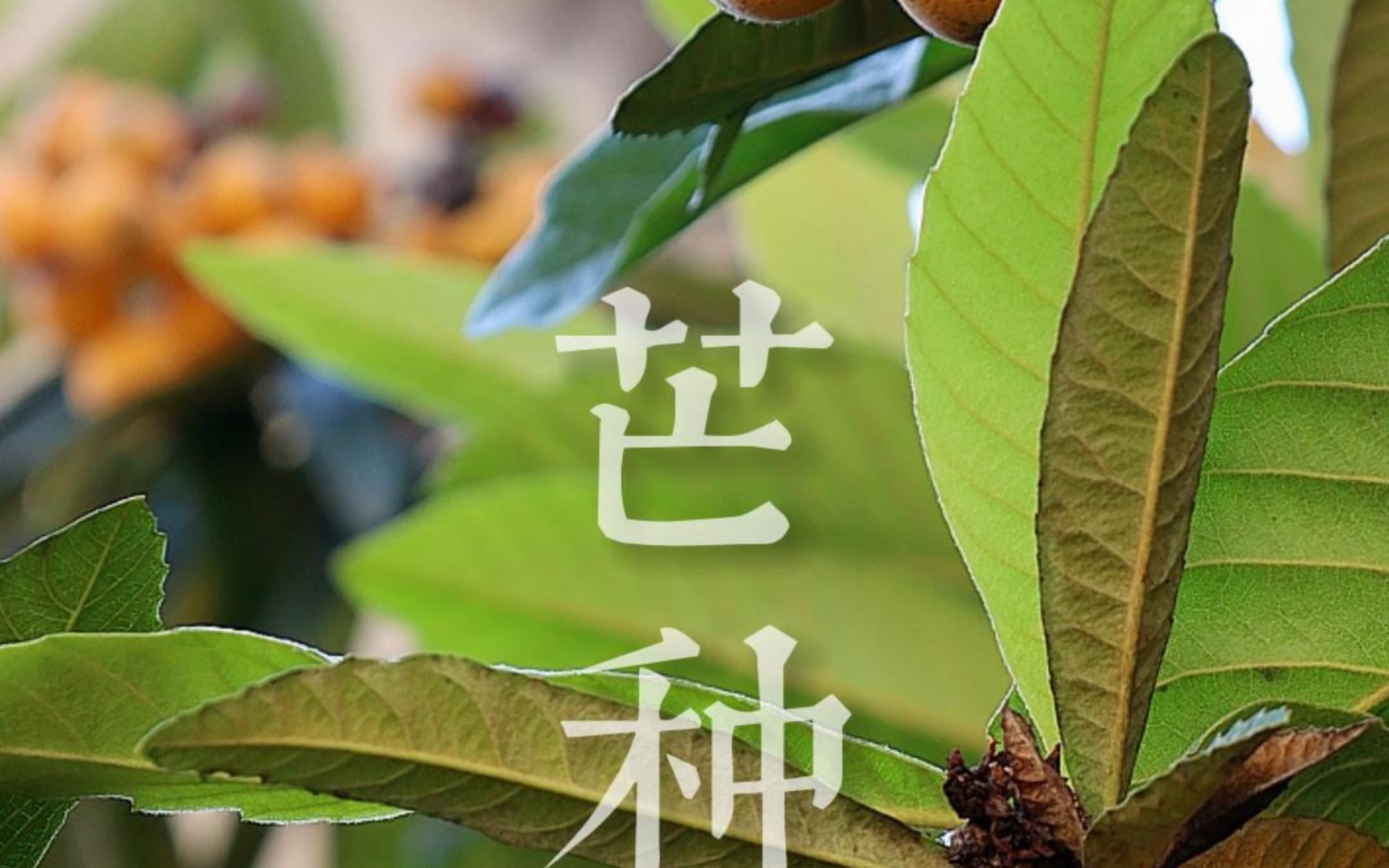 「 芒种节气 」泽草所生,种之芒种.