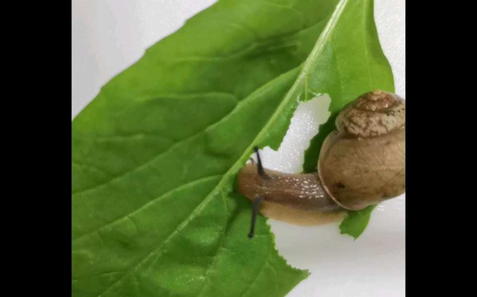 不会真的有人看蜗牛吃菜叶叭.