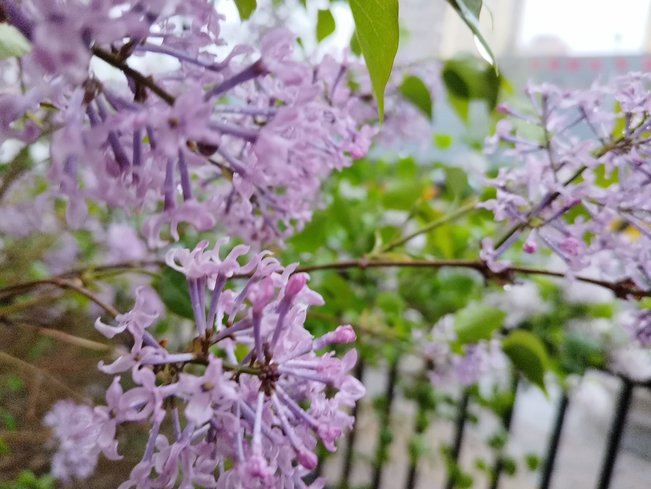 [图]雨中丁香花开🌸