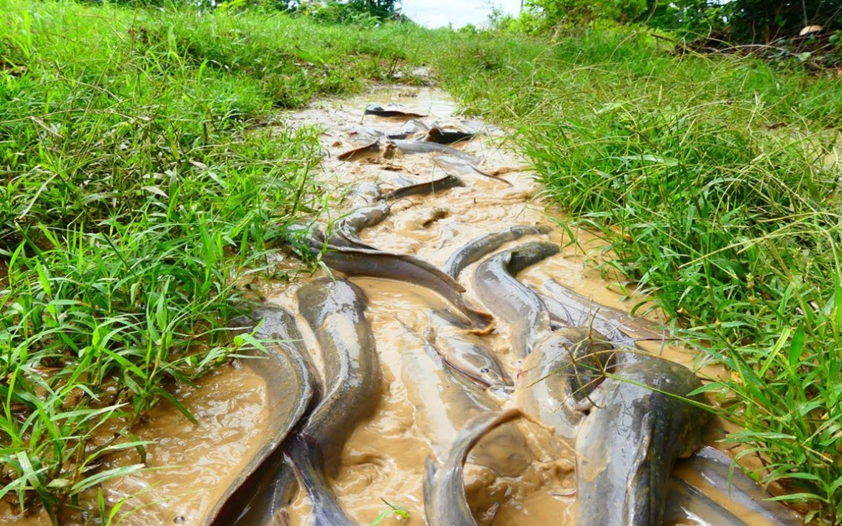 鄉村抓魚生活,雨後水溝中捕魚,這兒的魚抓得真過癮!