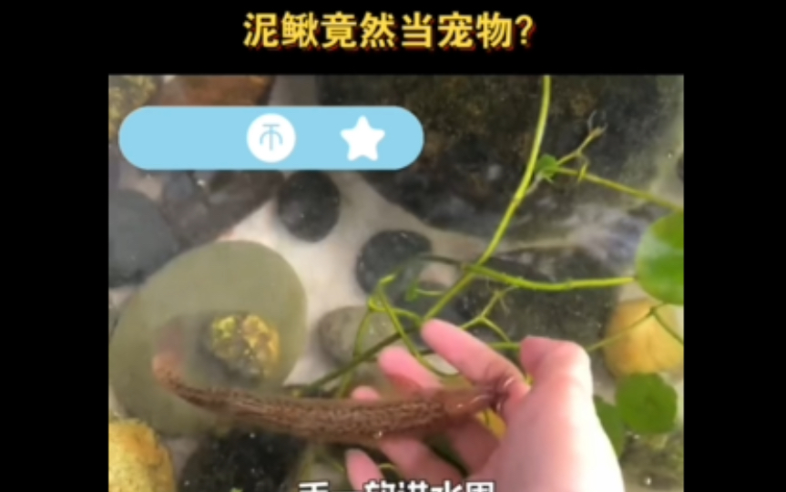 看之前:泥鳅当宠物? 看之后:我觉得泥鳅真挺可爱的哔哩哔哩bilibili