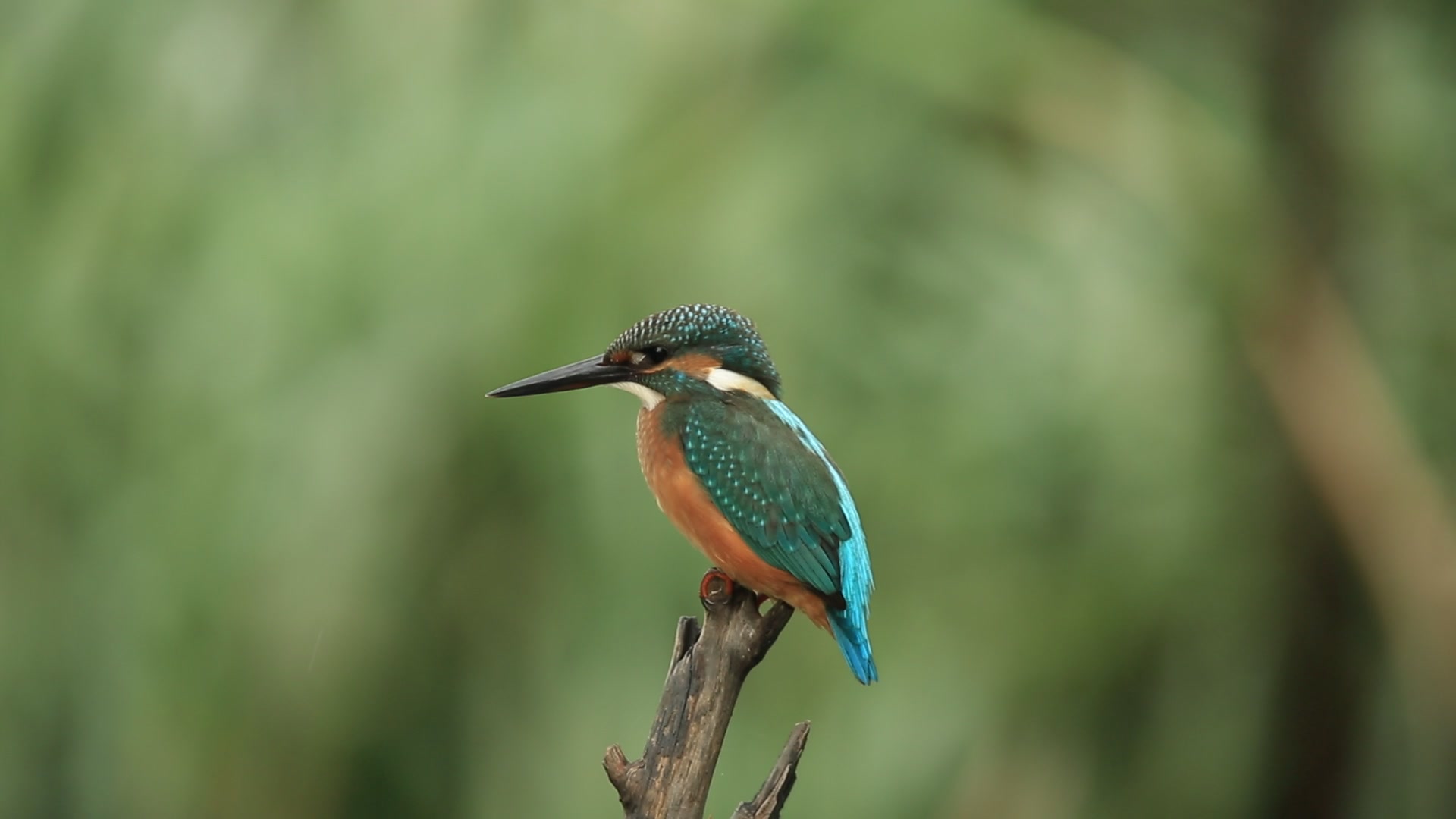 在2013年北京市门头沟区拍翠鸟_哔哩哔哩_bilibili