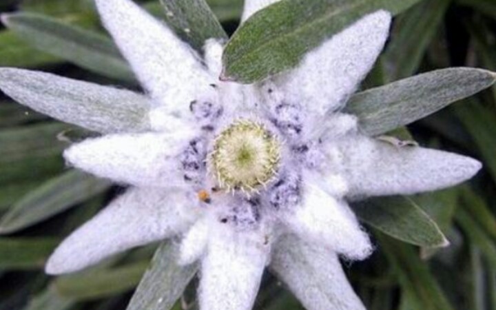 [图]黑森峰学院_民歌Es War Ein Edelweiss(雪绒花之歌）