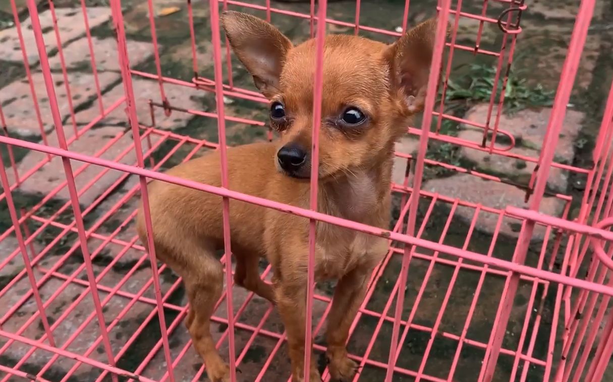 四个月小鹿犬只有二两重在笼子里颤颤巍巍的看得人心疼