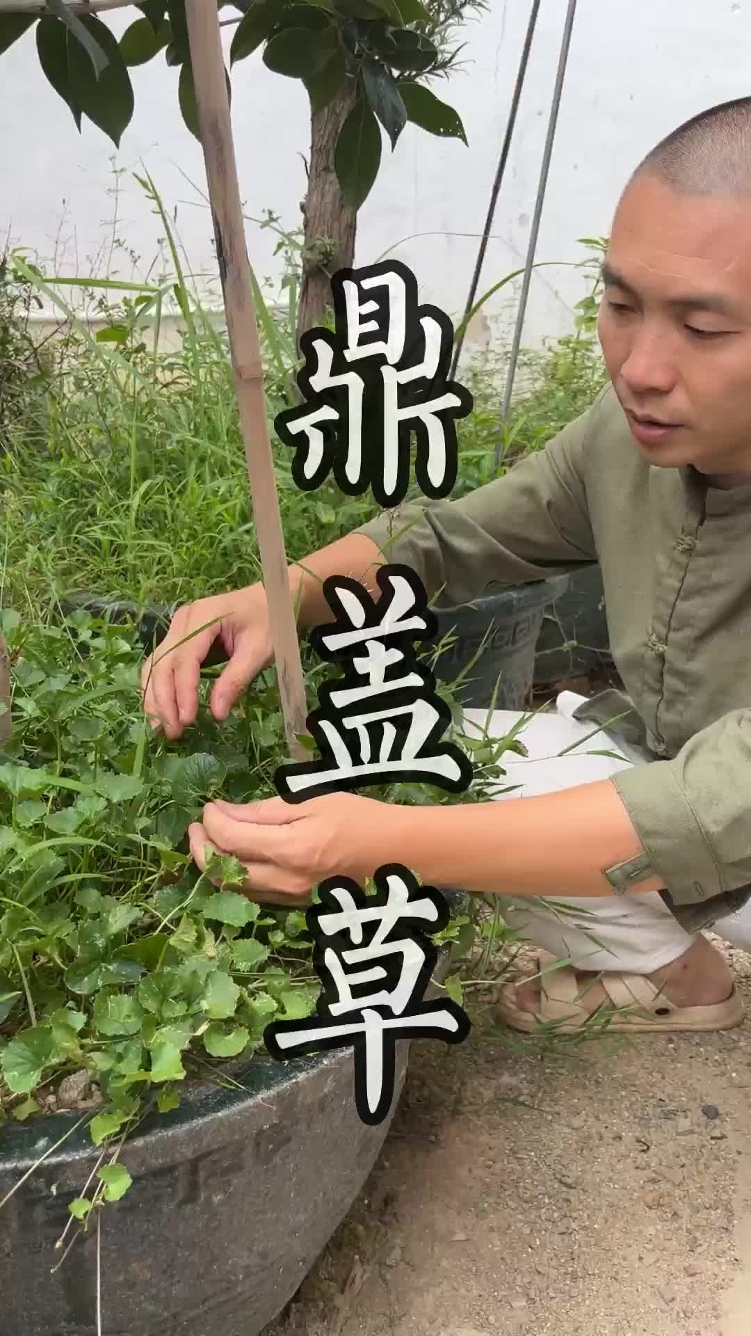 这种青草叫做鼎盖草#青草#三农#植物哔哩哔哩bilibili