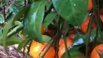 全网监工广西剪砂糖橘，偷懒一分钟 就有一个外省朋友吃不上砂糖橘！果农：别催了剪刀都抡冒烟了