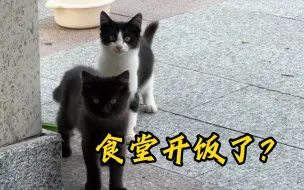 Download Video: 我和东北流浪猫的故事