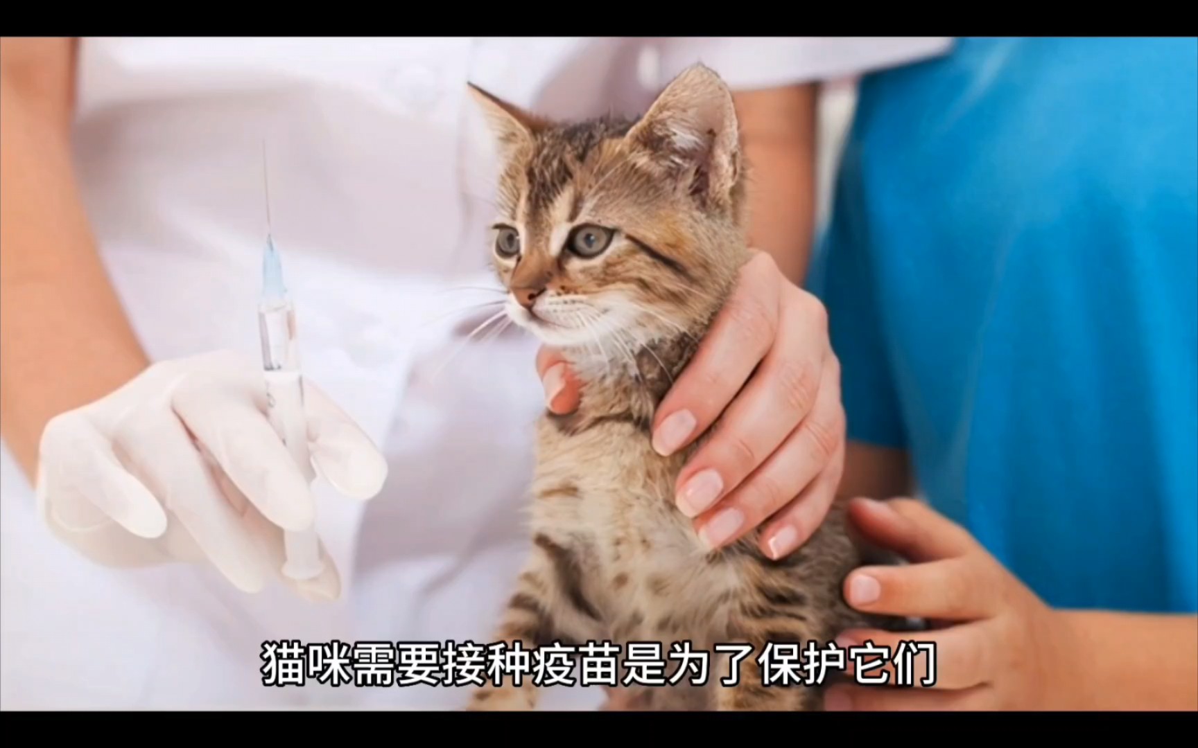 猫咪疫苗接种科普及推荐哔哩哔哩bilibili