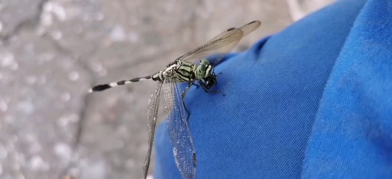 蜻蜓吃蚊子_哔哩哔哩_bilibili