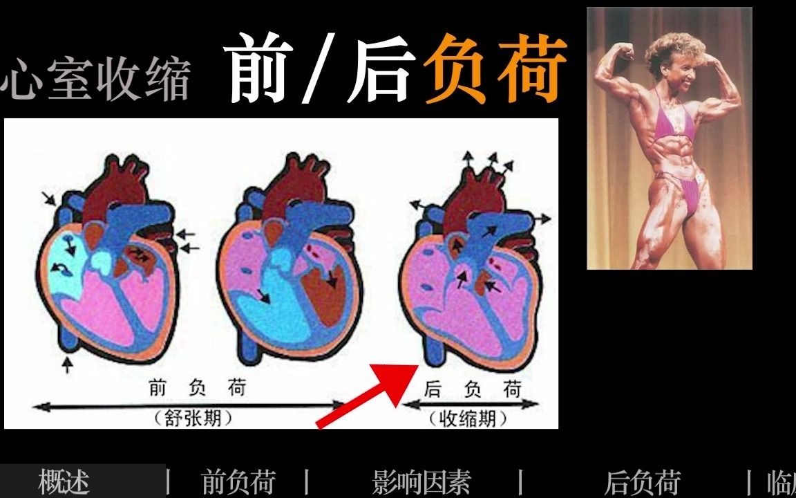 【生理三分钟】心脏前负荷后负荷:负荷是什么?高血压哪个负荷高?心输出量是如何调节的?哔哩哔哩bilibili