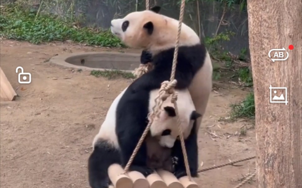 [图]220613 福宝秋千的一百种玩法 -跳到妈妈身上玩