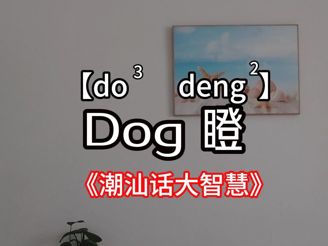 潮汕话“dog瞪”是什么意思?哔哩哔哩bilibili