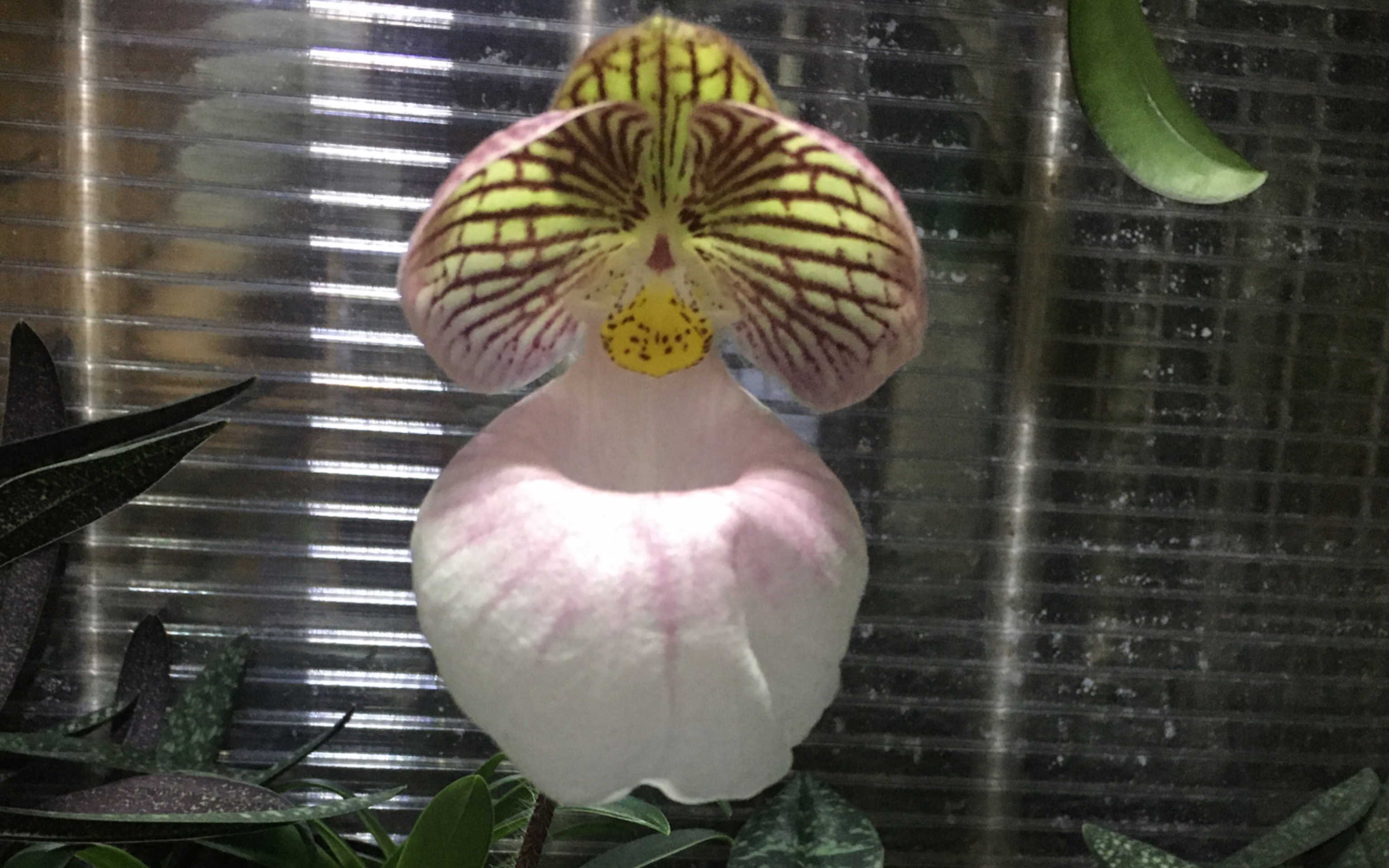 Paph.micranthum 云南硬叶兜兰/玉女兜兰复花记录哔哩哔哩bilibili