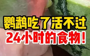 下载视频: 这些人类食物，鹦鹉吃了活不过24小时！