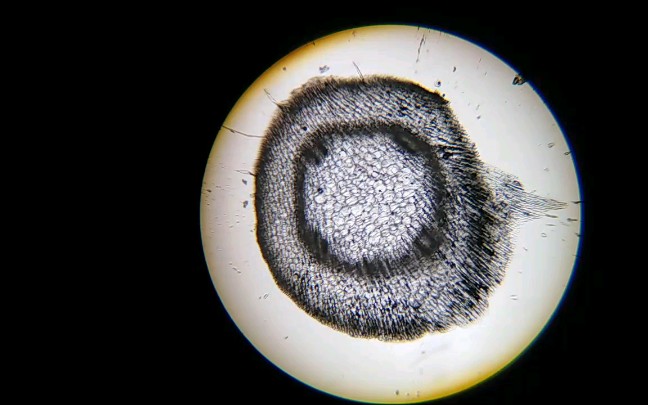 黄豆芽的导管显微图图片